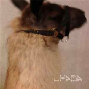 Download Stephen Ugo Rosin - Lhama