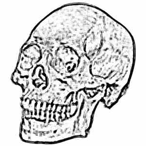 Download The Answer / Fucker's Wall / Scorpion Sound Source / The O'Brien Project - The White Skulll