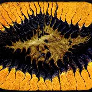 Download Coram Lethe - ... A Splendid Chaos