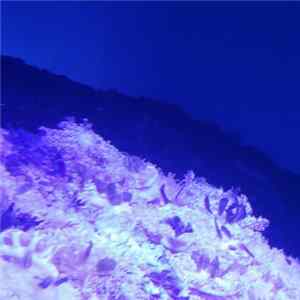 Download Rennervich - Night at the Aquarium