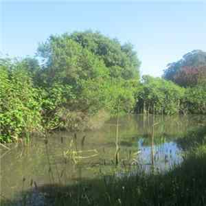 Download TCLB - Small Pond At Pinole Shores Park