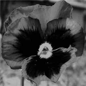Download RRR - Black Flower
