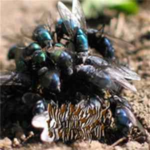 Download Cyclorrhapha - Cyclorrhapha