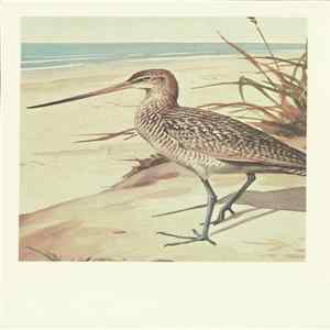 Download No Artist - Marbled Godwit