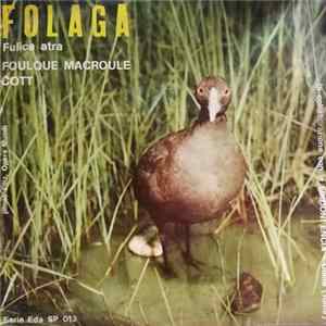 Download No Artist - Folaga (Fulica Atra)