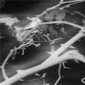 Download Adam Pacione - Still Life No. 13 : Lumen Organ