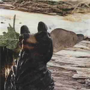 Download Hunter-Gatherer - Scavenger