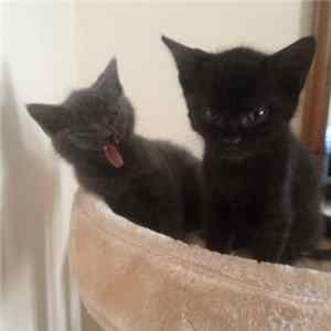 Download Christian Fitness - Cat Cinema