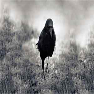 Download Raum Kingdom - Raum Kingdom