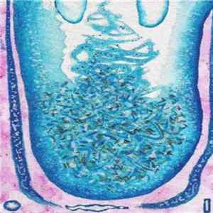 Download Inez Lightfoot - Gatherer