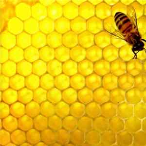 Download Truthseekers - Bee