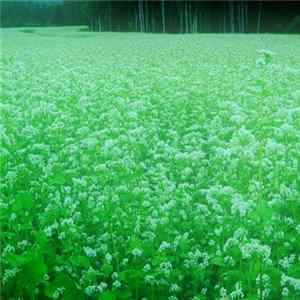 Download Shako-Pani - GreenHillPast
