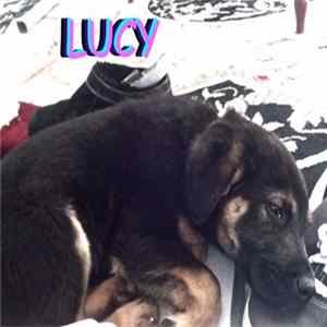 Download Alex G - Lucy