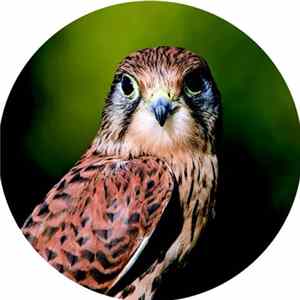 Download Nvelope, Narcotic 303 - Turmfalke Episode Four