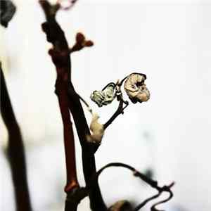 Download Cara Neir - Part I