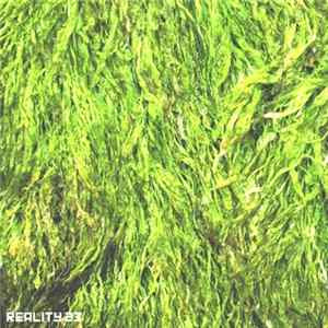 Download Reality 23 - Things Take Form: Demos 2007-2009