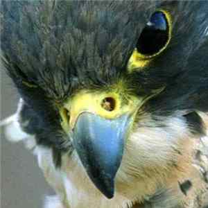 Download Falcon - Sunlight