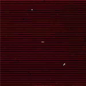 Download Swans - Swans
