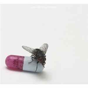 Download Red Hot Chili Peppers - I'm With You